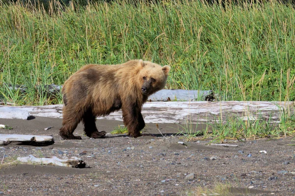 Brown Bear на Алясці — стокове фото