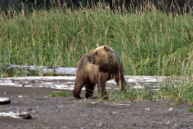 Kahverengi Ayı Clark Lake Ulusal Parkı, Alaska 'da