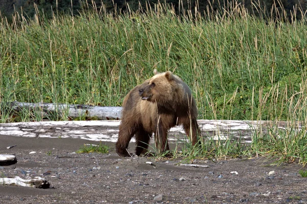 Urso marrom em Clark Lake National Park, Alasca — Fotografia de Stock