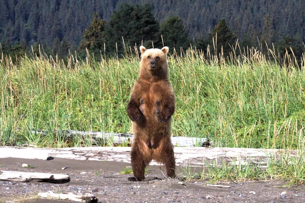 Urso marrom no Alasca que está em pé em patas traseiras — Fotografia de Stock