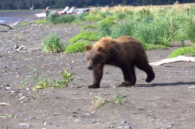 Alaska 'da kahverengi ayı yavrusu