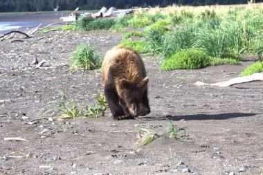 Alaska 'da kahverengi ayı yavrusu