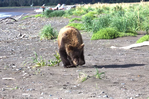 Brązowy Niedźwiedź na Alasce — Zdjęcie stockowe