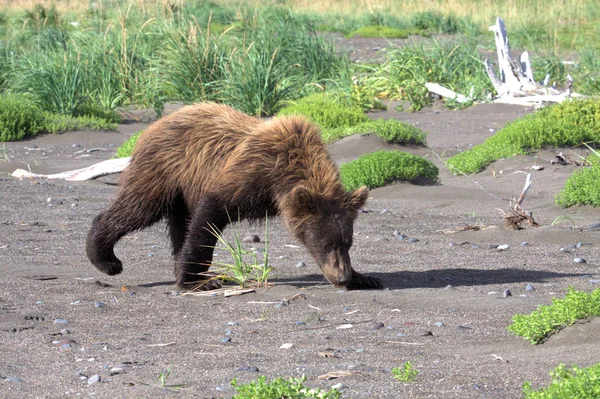 Brown Bear на Алясці — стокове фото