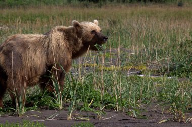 Clark Gölü Alaska 'da Yetişkin Boz Ayı