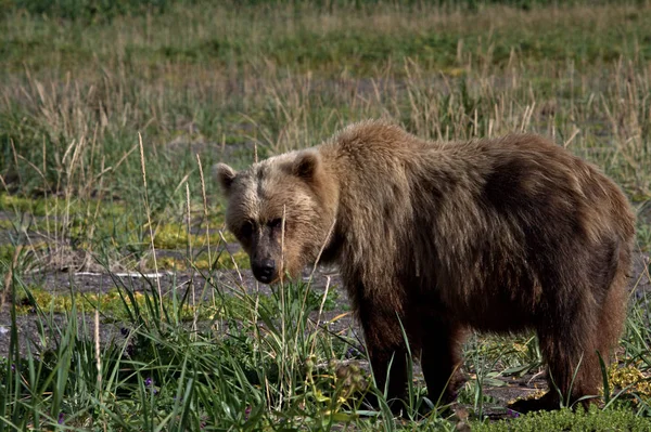 Grizzli adulte sur le lac Clark Alaska — Photo