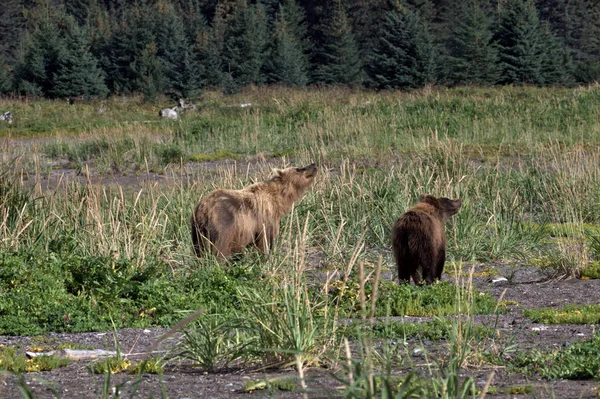 Погляд ведмедя на Алясці — стокове фото