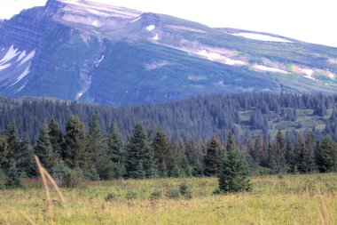 Alaska Peyzaj Dağları ve Ormanı