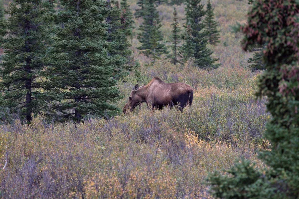 Denali Moose in autunno — Foto Stock