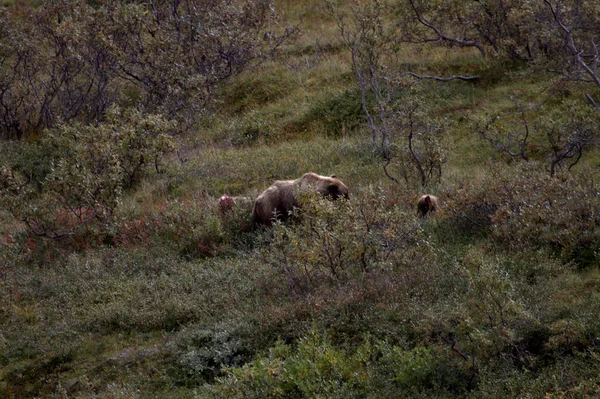 Sonbaharda Denali Grizzlies — Stok fotoğraf