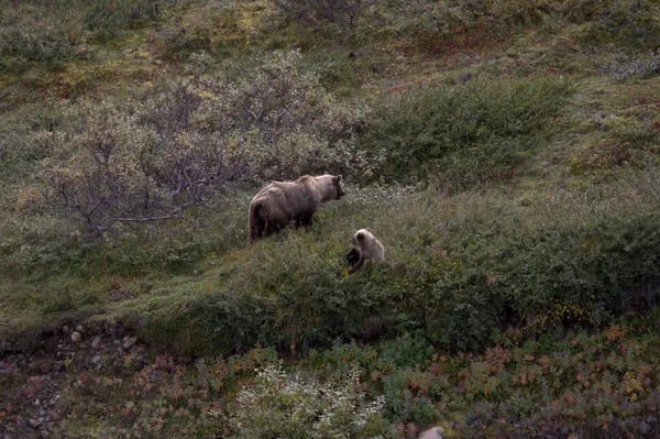 Denali Grizzly på hösten — Stockfoto
