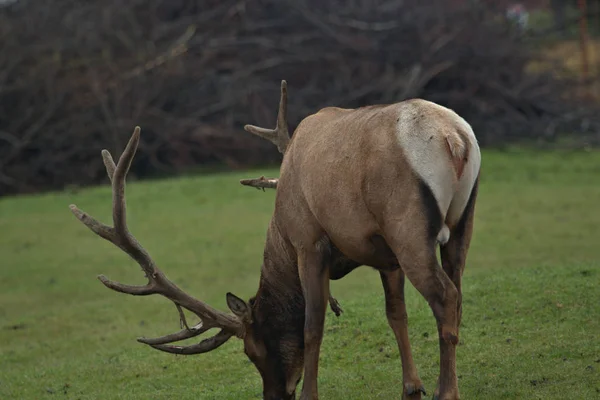 Bull Elk — Stock Photo, Image