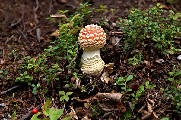Аляскинский гриб — стоковое фото