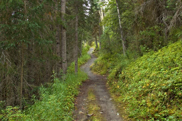 Sentiers de randonnée Alaska — Photo
