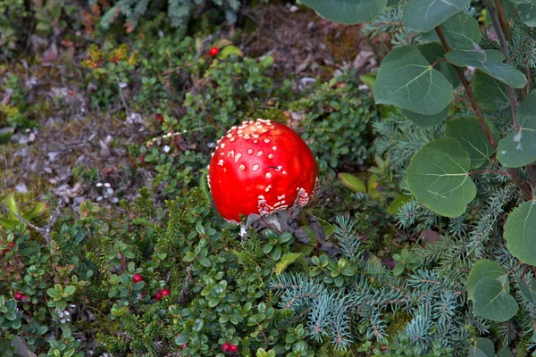 이른 가을의 알래스카 버섯 — 스톡 사진