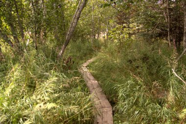 Alaska Yürüyüş Yolu