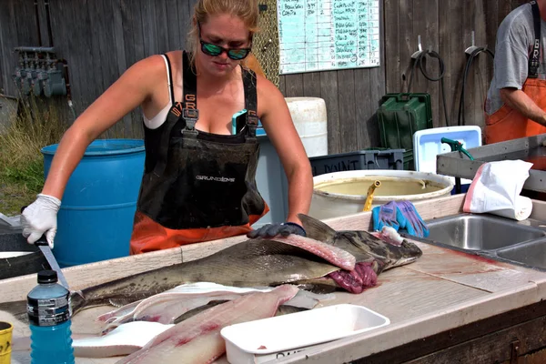 Homer Alaska 'da ticari işler balık temizleme