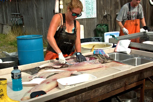 Commercial business in Homer Alaska cleaning fish — Stock Photo, Image