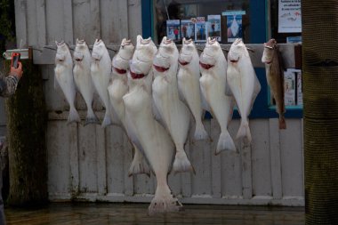 Homer Alaska balıkçılık limanı