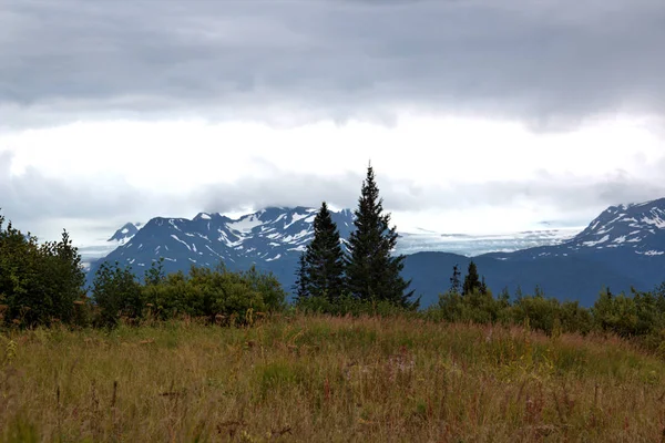 Alaskan fire weed ending its season — Stok fotoğraf