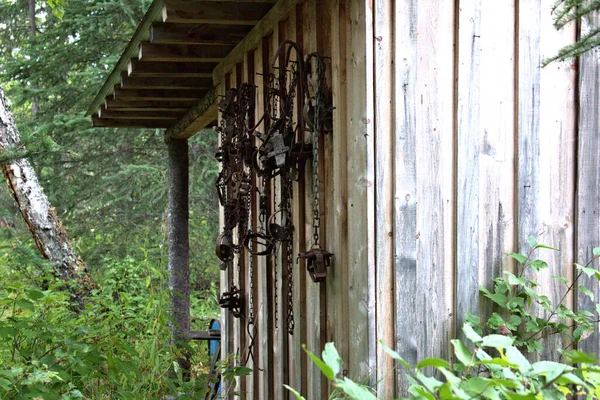 Trapping Cabin Alaska Steel Traps Hanging Walls — Stock Photo, Image