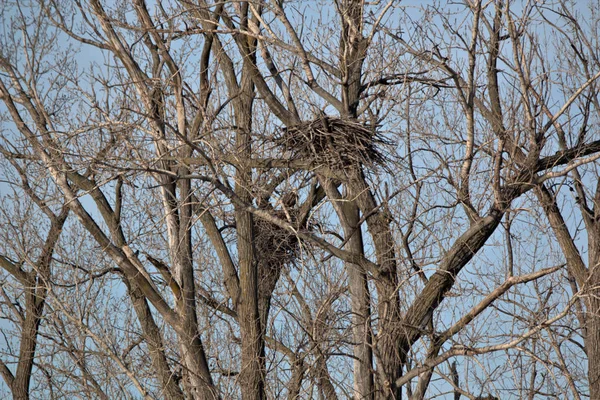 Білоголовий орлан гніздо — стокове фото