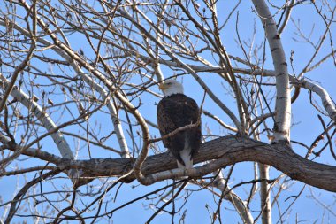 Yetişkin Kel Kartal