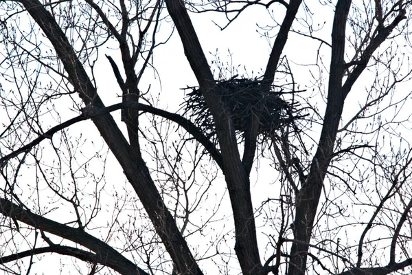 Bald Eagle Nest — Stock Photo, Image