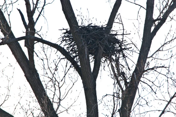 Bald Eagle Nest — Stock Photo, Image