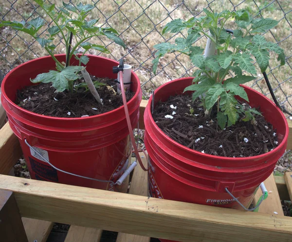 San Marzano Domates Kovası Tugayı