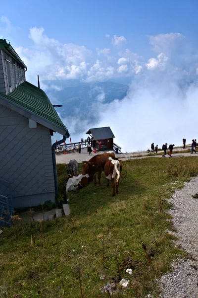 オーストリアで最も急勾配のコグ鉄道は 聖ヴォルフガング駅から高さ1 783MのSchafberg駅まである — ストック写真