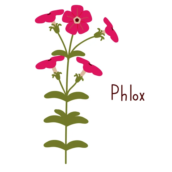 Ilustração vetor Phlox —  Vetores de Stock