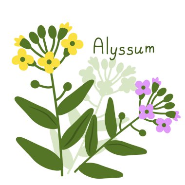 İzole alyssum bitki