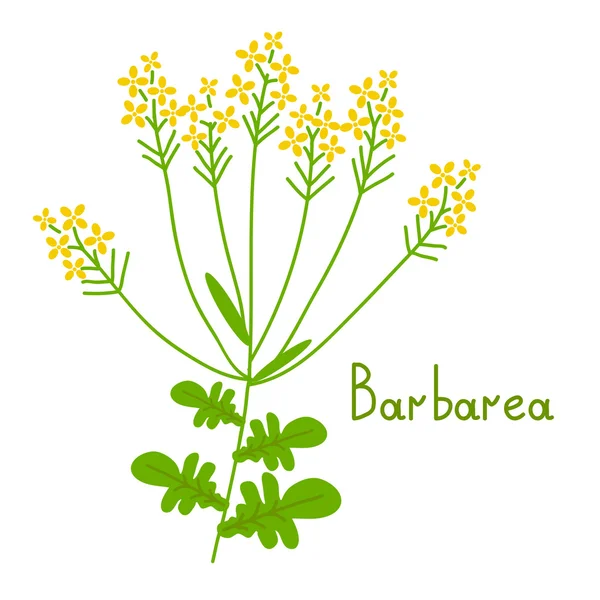 Isolierte Barbarea-Pflanze — Stockvektor