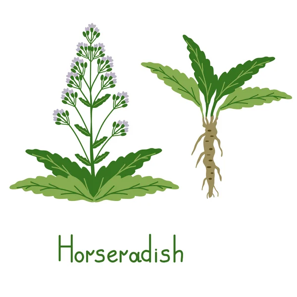 Isolated horseradih plant — Stock Vector