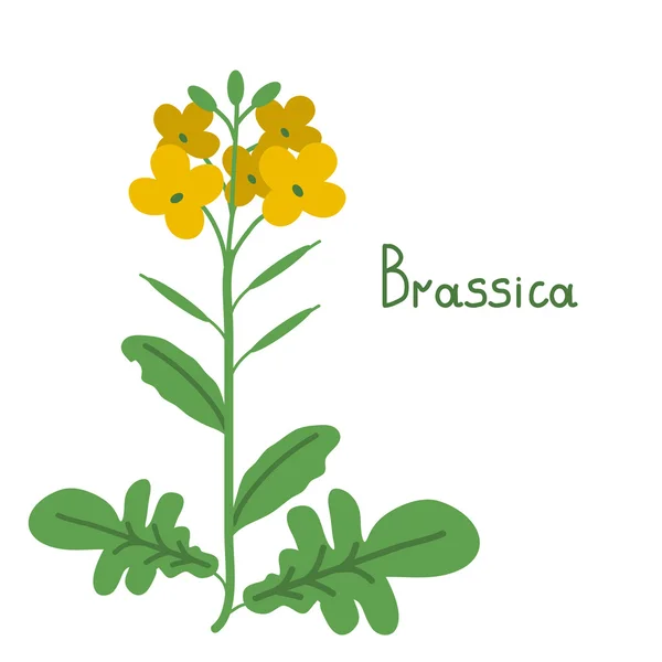 Brassica napus illustratie — Stockvector