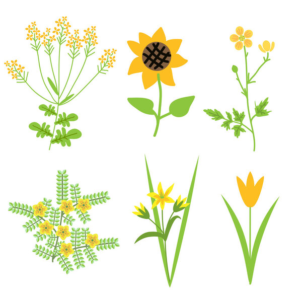 Vector yellow flowers