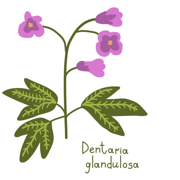 Dentaria plant illustration — Stock Vector