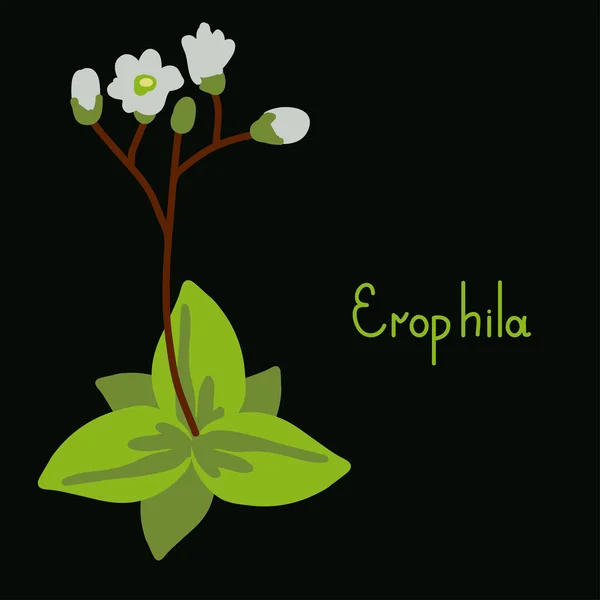 Erophila plant illustration — Stock Vector