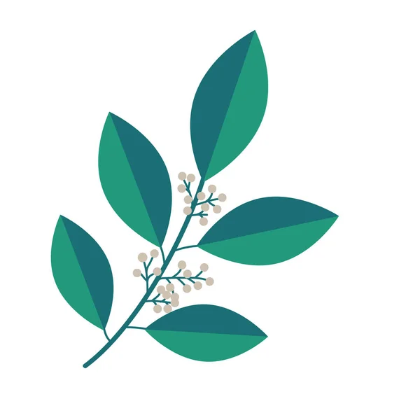 Amborella plant illustration — Stock Vector
