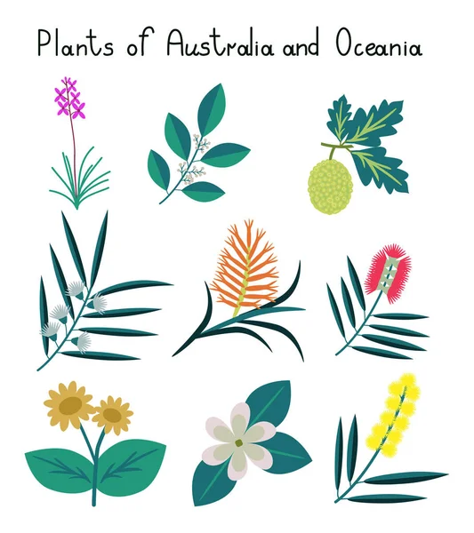 Plantas da Austrália e Oceania — Vetor de Stock