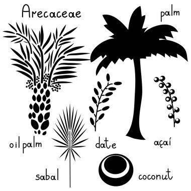 Arecaceae plants set clipart