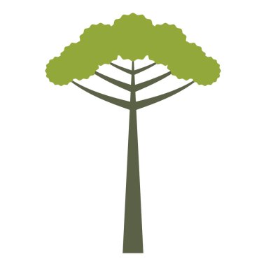Araucaria izole ağaç