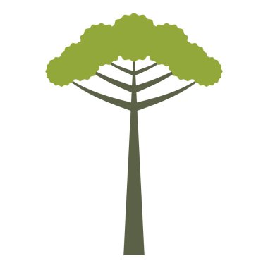 Araucaria isolated tree clipart