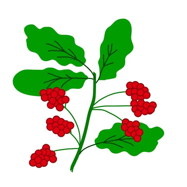 Schisandra-Beeren-Zweig — Stockvektor