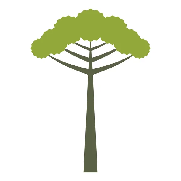 Árbol aislado Araucaria — Vector de stock