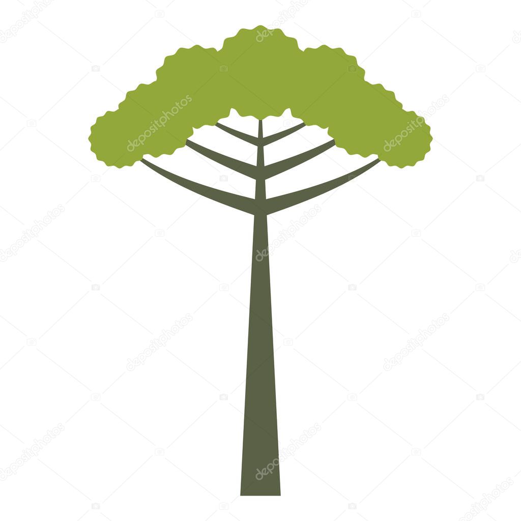 Araucaria isolated tree