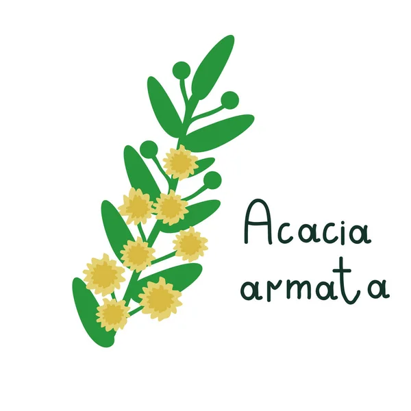 Acacia Armata Branch Vector Illustration — Stock Vector