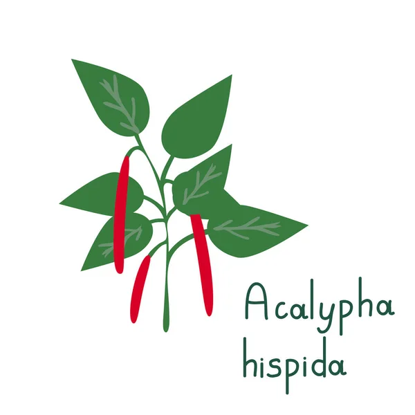 Acalyphaベクトルはシンプルな植物 — ストックベクタ