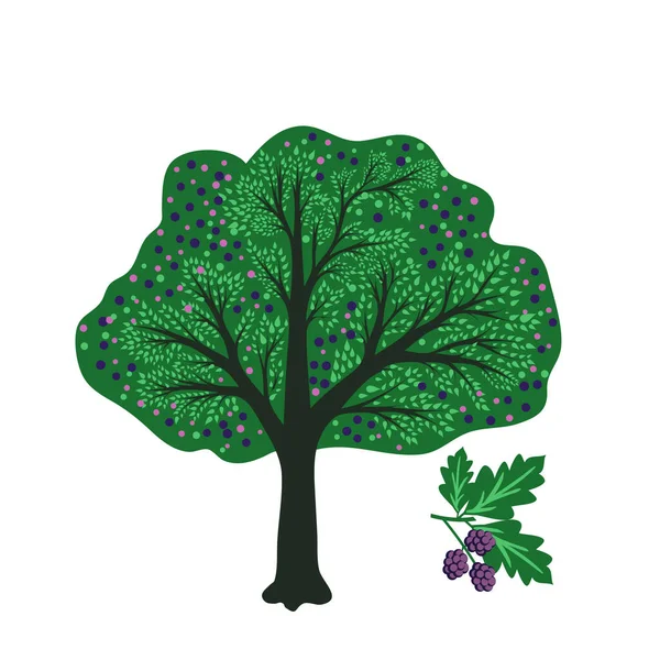 Maulbeerbaum Vektor Einfache Illustration — Stockvektor